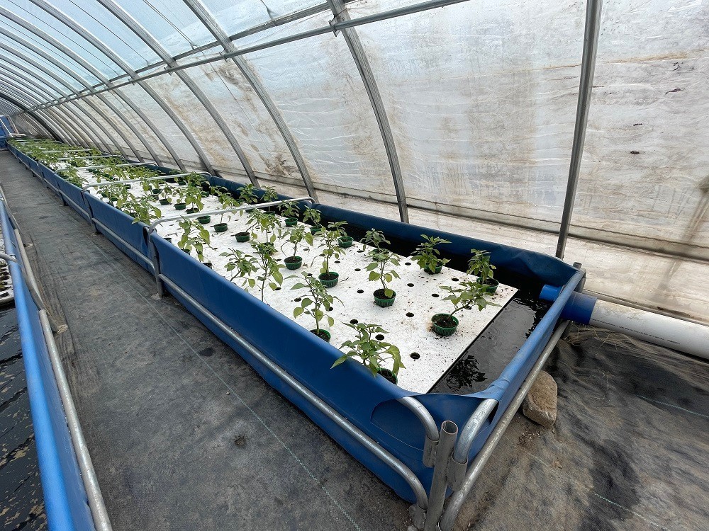 養魚不換水，種菜不施肥 昌平農業開啟智慧循環新篇章